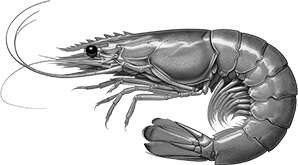 Shrimp intro image