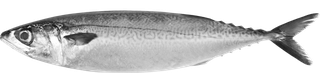 Chub-mackerel