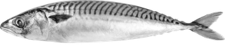 Mackerel