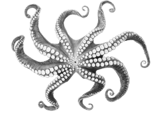 Octopus.png