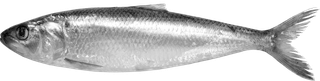Sardine